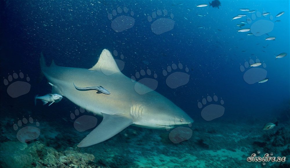 Imposante Bullenhaie auf Patrouille am Shark Reef in der Beqa Lagune