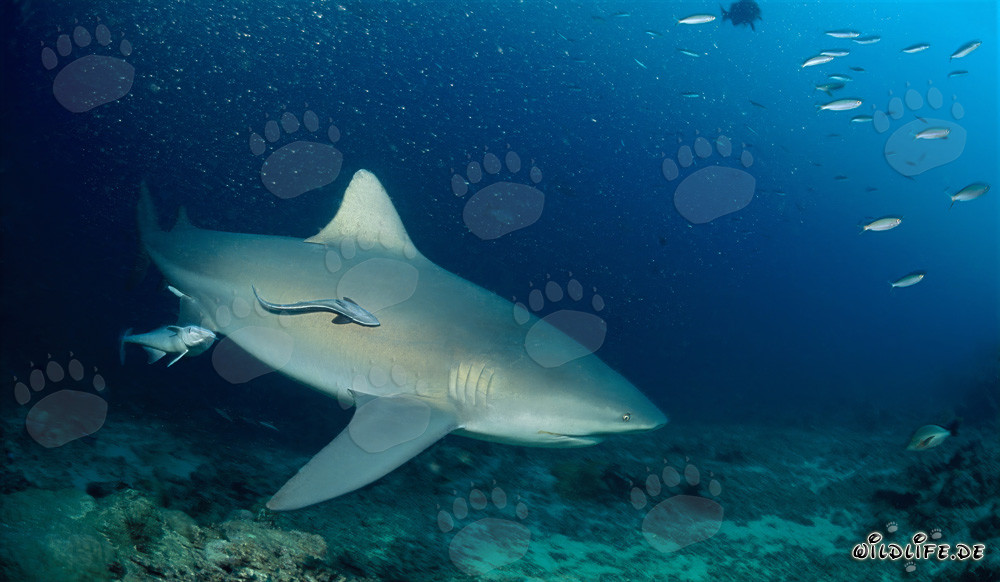 Impressionnants requins taureaux en patrouille sur le récif de requins dans le lagon de Beqa