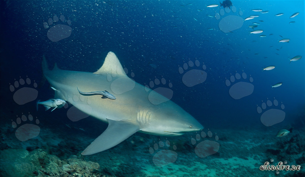 Impresionantes tiburones toro patrullando en el arrecife de tiburones en la laguna de Beqa