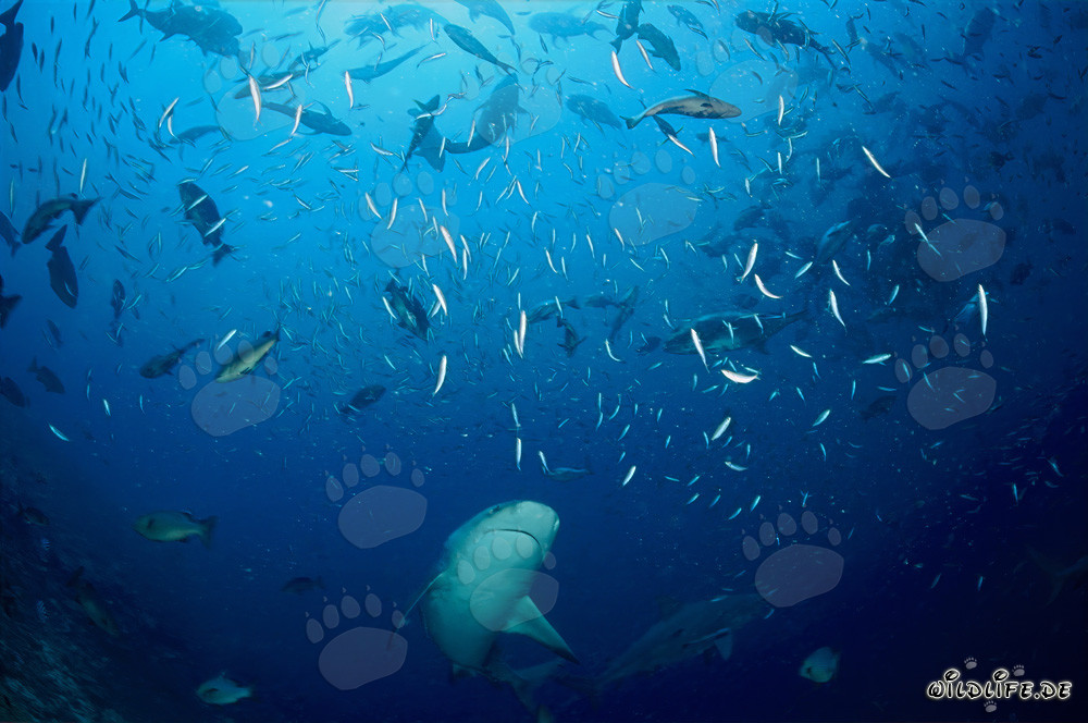 Bull shark swimming through a school of fish