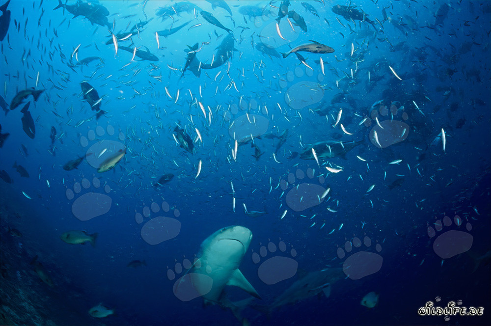 Bullenhai schwimmt mitten durch eine Schwarm von Fischen