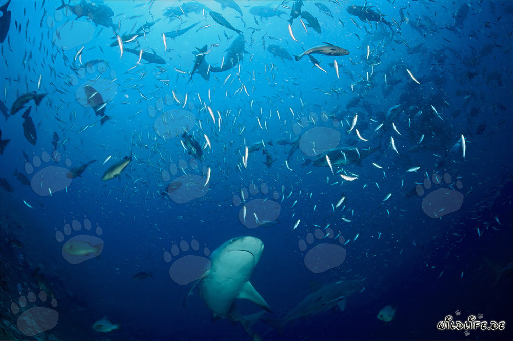 Requin taureau nage au milieu d'un banc de poissons