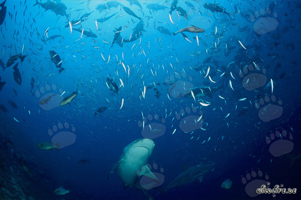 Squalo toro nuota in mezzo a uno sciame di pesci