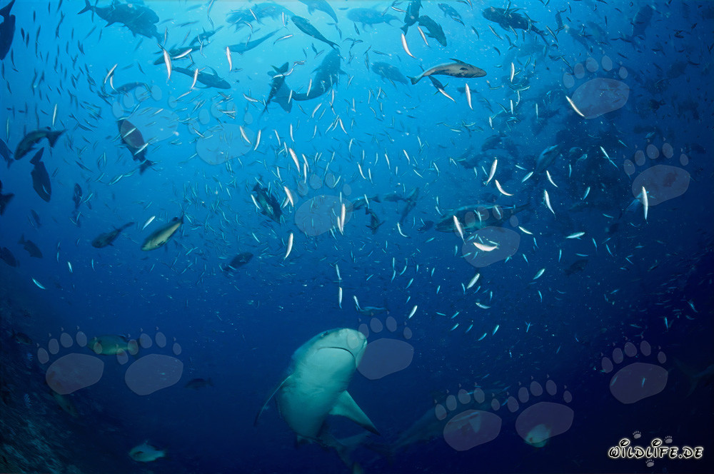 Tiburón toro nada en medio de un cardumen de peces