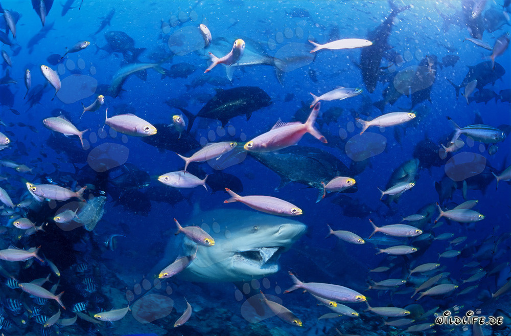 Bull shark surrounded by colorful coral fishes off the coast of Fiji
