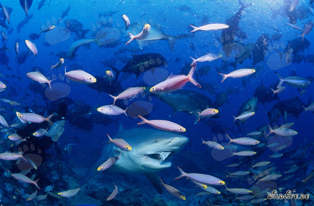 Bullenhai inmitten bunter Korallenfische vor der Küste Fijis