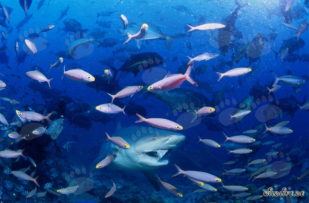 Squalo toro circondato da pesci corallini colorati al largo delle coste delle Fiji