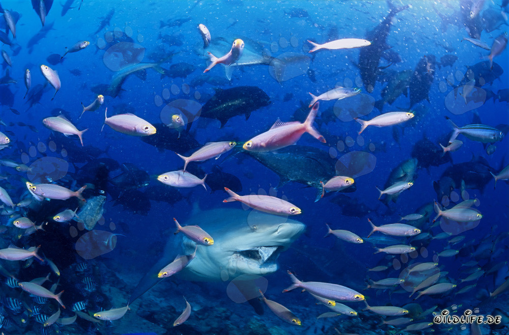 Tiburón toro rodeado de peces corales coloridos frente a la costa de Fiji