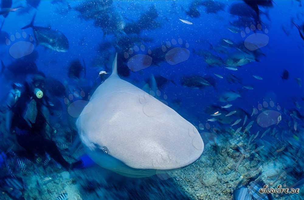 Bull Shark in Close Distance