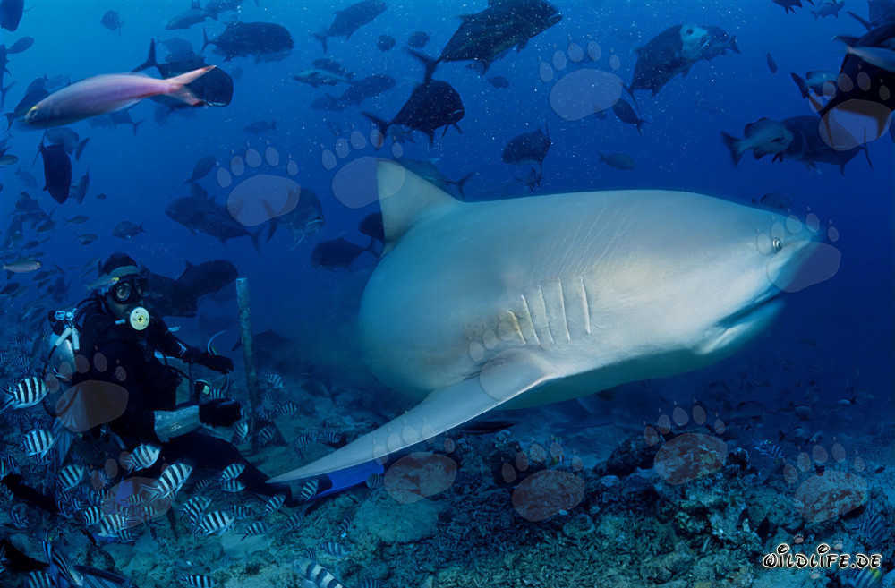 Fascinating bull shark in front of diver in Beqa Lagoon, Fiji