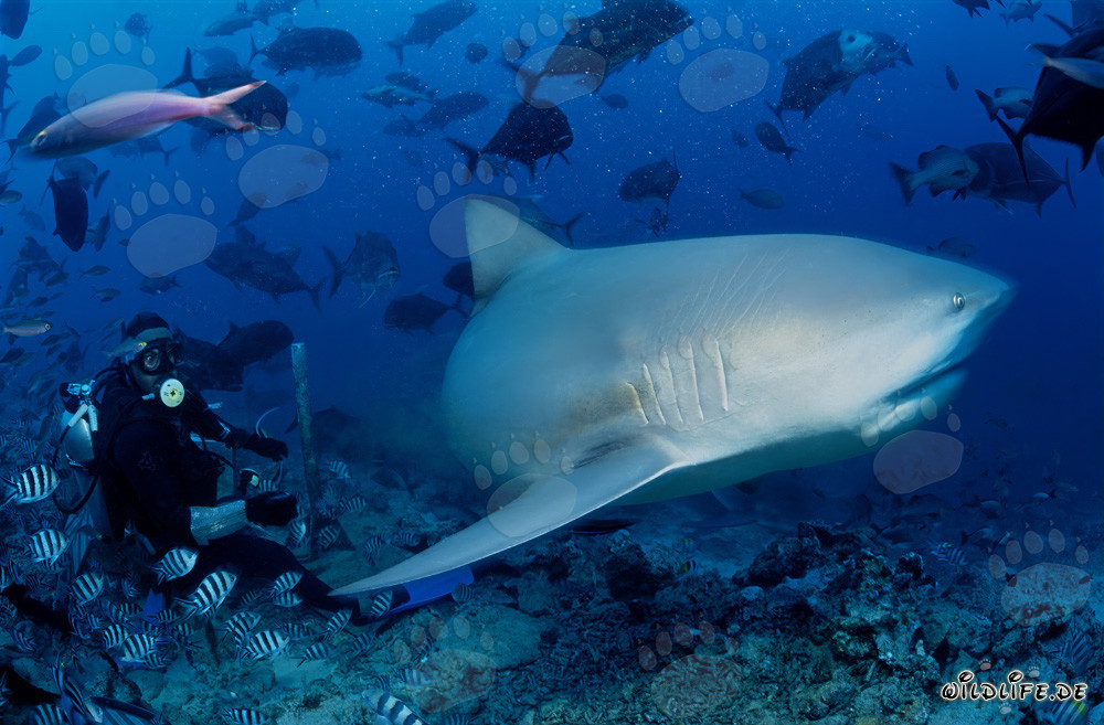 Faszinierender Bullenhai vor Taucher in Beqa Lagoon, Fiji