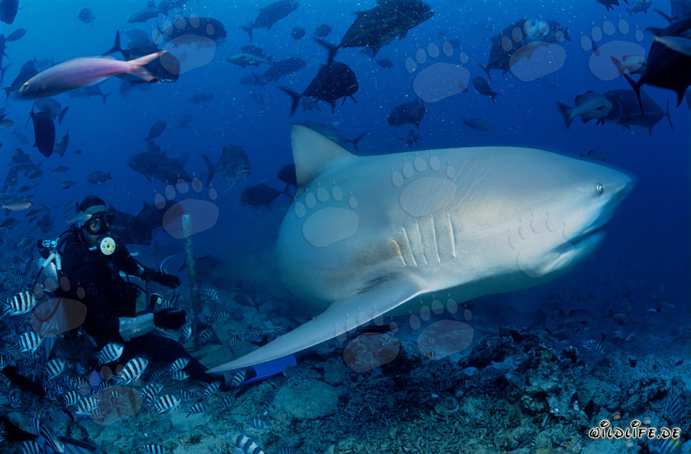 Requin taureau fascinant devant un plongeur à Beqa Lagoon, Fidji
