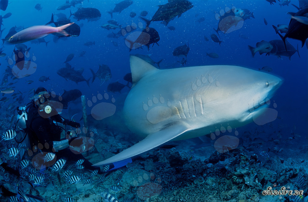 Affascinante squalo toro davanti a un subacqueo a Beqa Lagoon, Figi