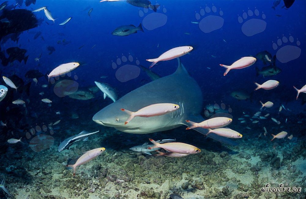 Bull shark exploring the Shark Reef in Beqa Lagoon