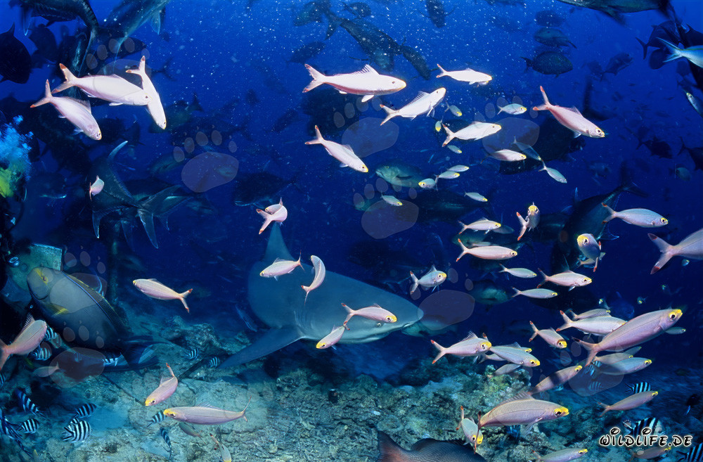 Impressive Bull Shark surrounded by colorful coral fish