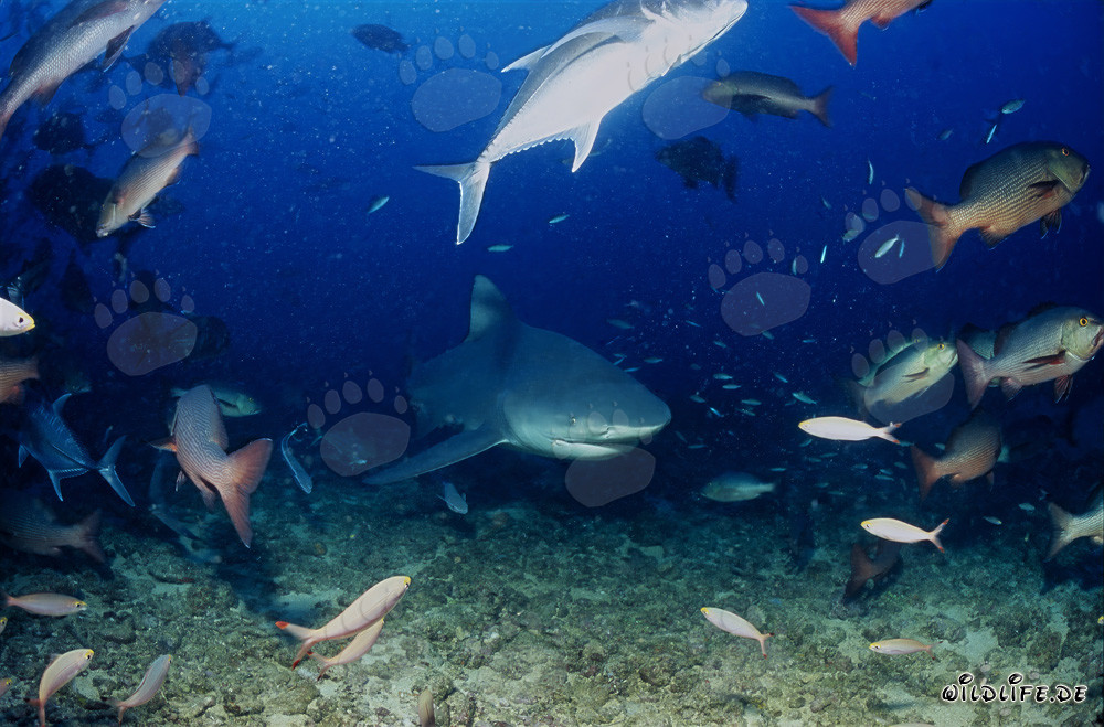 Bull shark exploring the coral reef