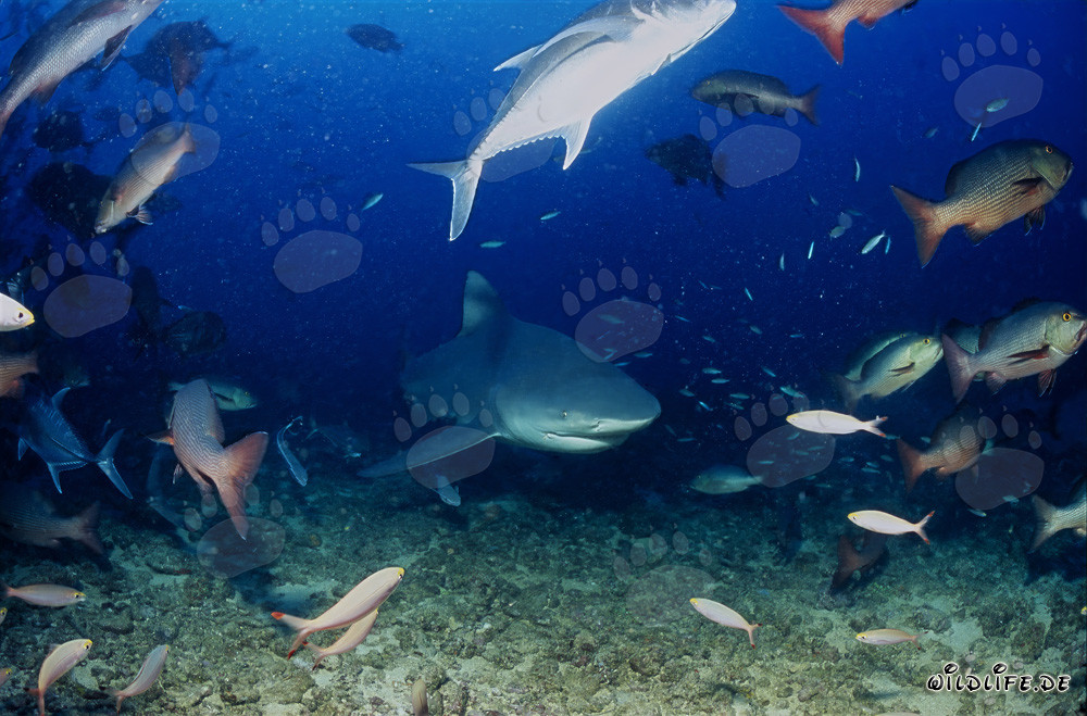 Requin taureau explore le récif de corail