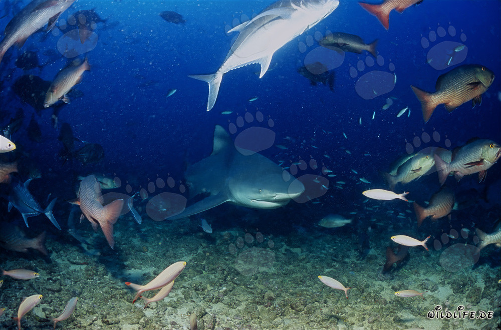 Tiburón toro explora el arrecife de coral