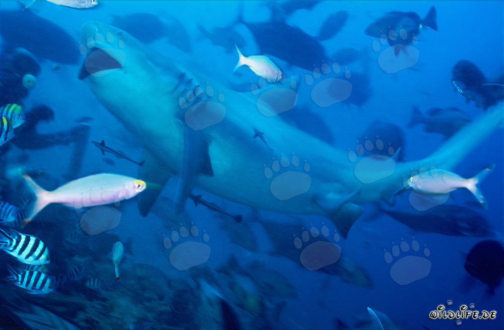 Impressive Bull Shark amidst a fish concentration