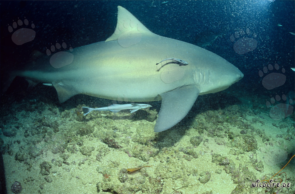 Fascinating Bull Shark with two Remoras in the waters of Fiji