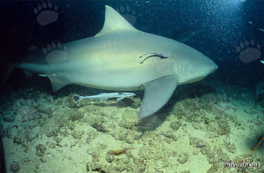 Faszinierender Bullenhai mit zwei Saugfischen in den Gewässern von Fiji