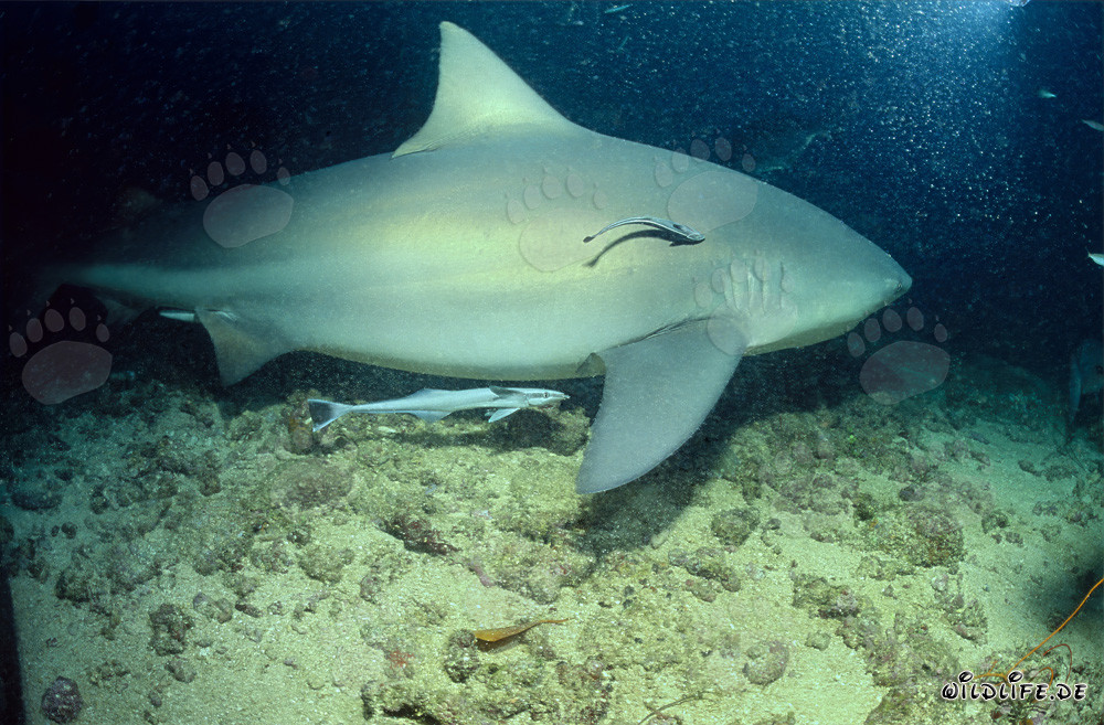 Requin taureau fascinant avec deux poissons nettoyeurs dans les eaux des Fidji