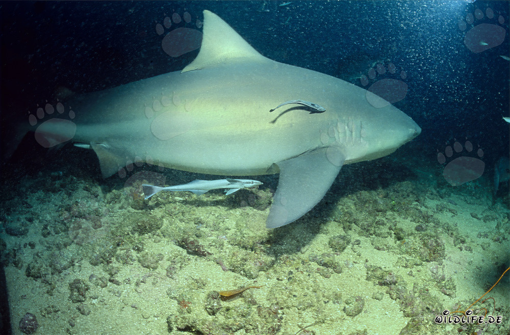 Fascinante tiburón toro con dos peces limpiadores en las aguas de Fiji