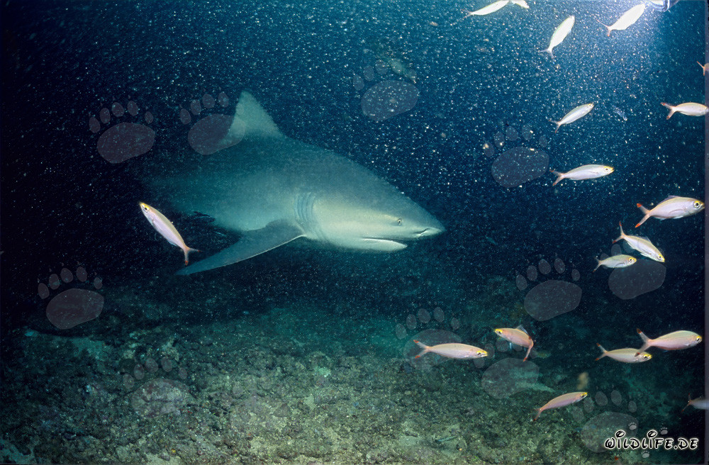 Bull Shark on the Shark Reef - Majestic Sea Creature in Fiji
