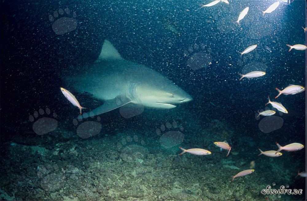 Squalo toro a Shark Reef - Maestoso abitante marino a Fiji