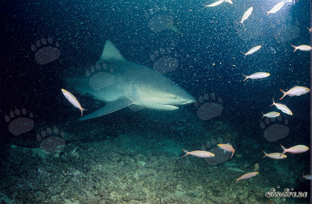 Tiburón toro en Shark Reef - Majestuoso habitante marino en Fiji