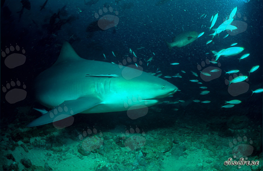 Fascinating bull shark elegantly swims along the coral reef