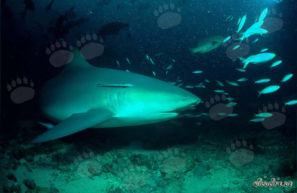 Affascinante squalo toro nuota elegantemente lungo la barriera corallina