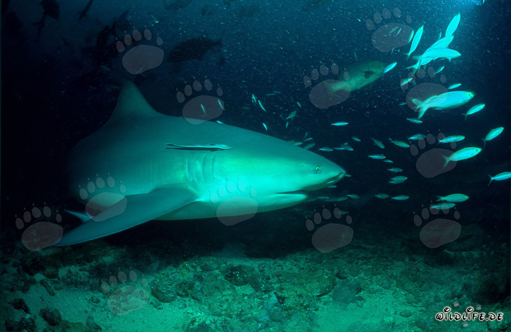Fascinante tiburón toro nada elegantemente a lo largo del arrecife de coral