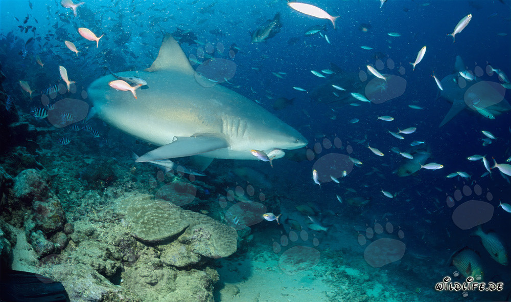 Requin taureau fascinant au bord du récif