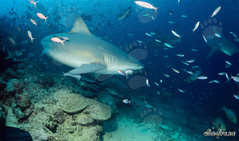 Fascinante squalo toro sul bordo della barriera corallina