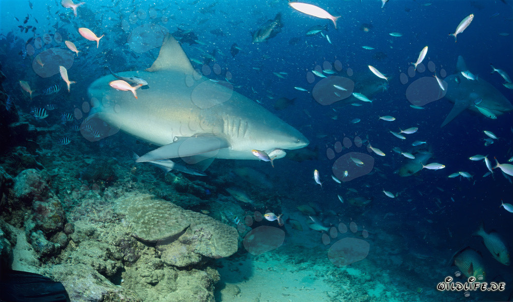 Tiburón toro fascinante en el borde del arrecife