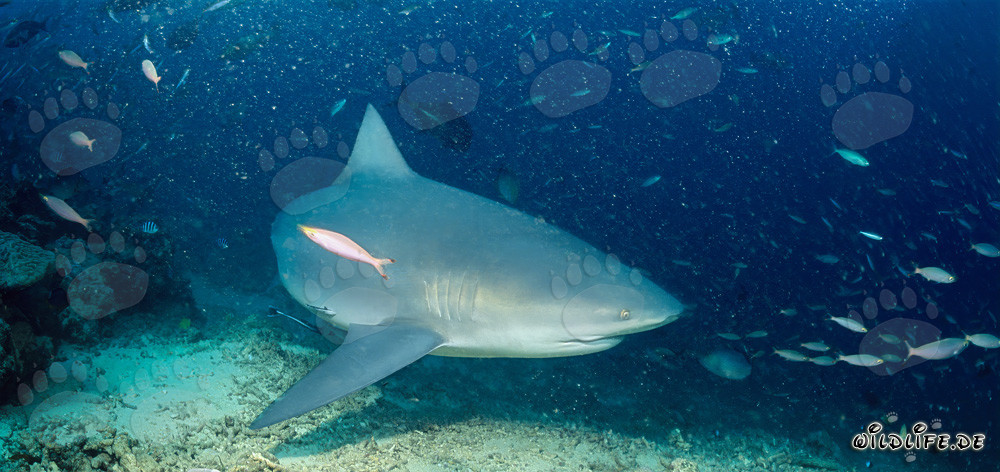 Majestic bull shark swimming close above the sea floor