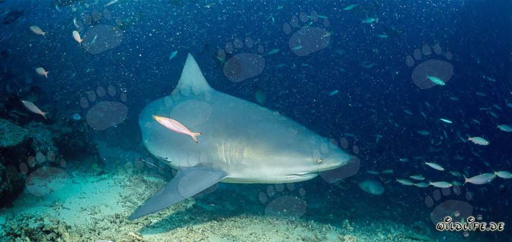 Requin taureau majestueux nage juste au-dessus du fond marin