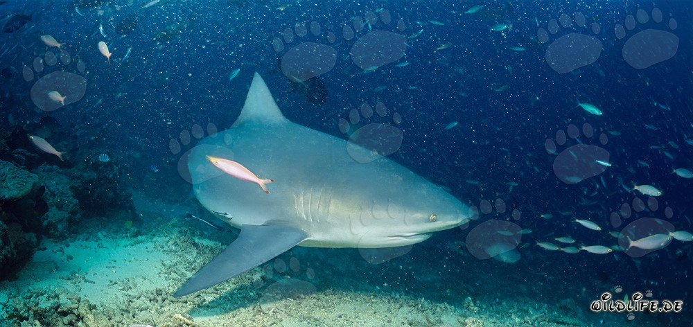 Majestico squalo toro nuota appena sopra il fondale marino