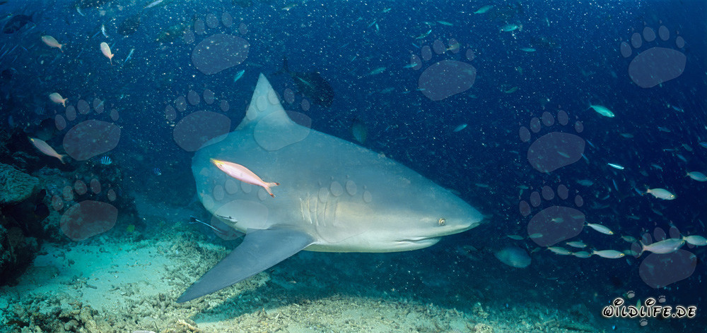 Tiburón toro majestuoso nada justo encima del fondo marino