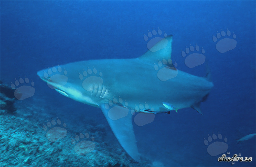 Bull shark swimming in front of stunning coral reef