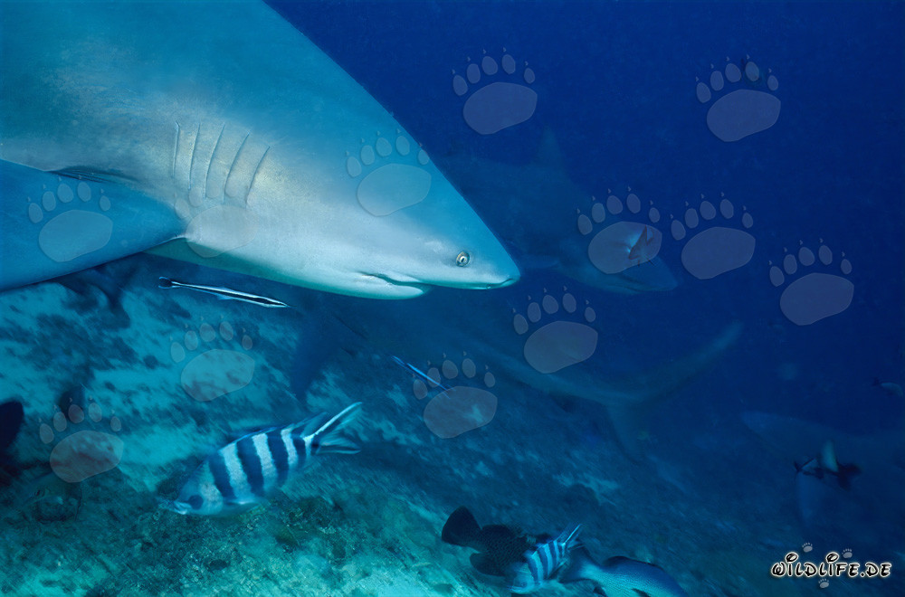 Impressive Bull Shark Portrait at Shark Reef in Fiji