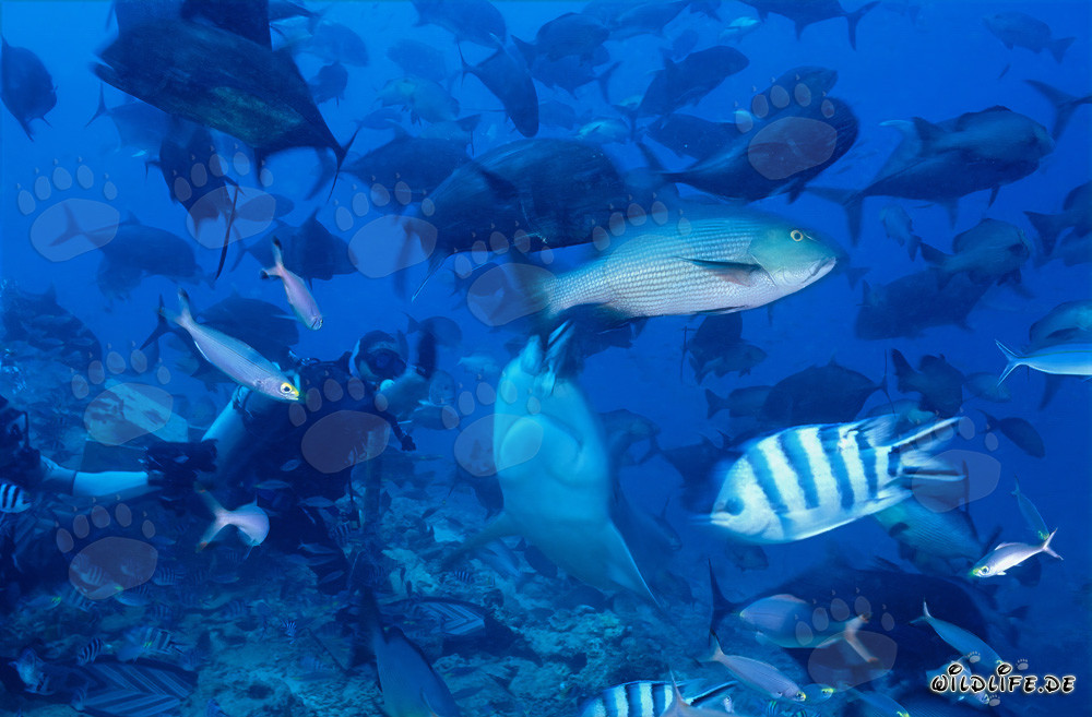 Impressive Bull Shark and brave diver in Beqa Lagoon, Fiji