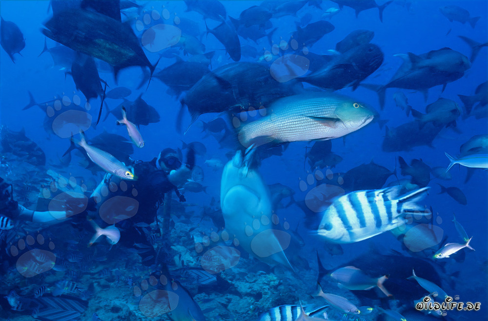 Imposanter Bullenhai und mutiger Taucher in der Beqa Lagune, Fiji