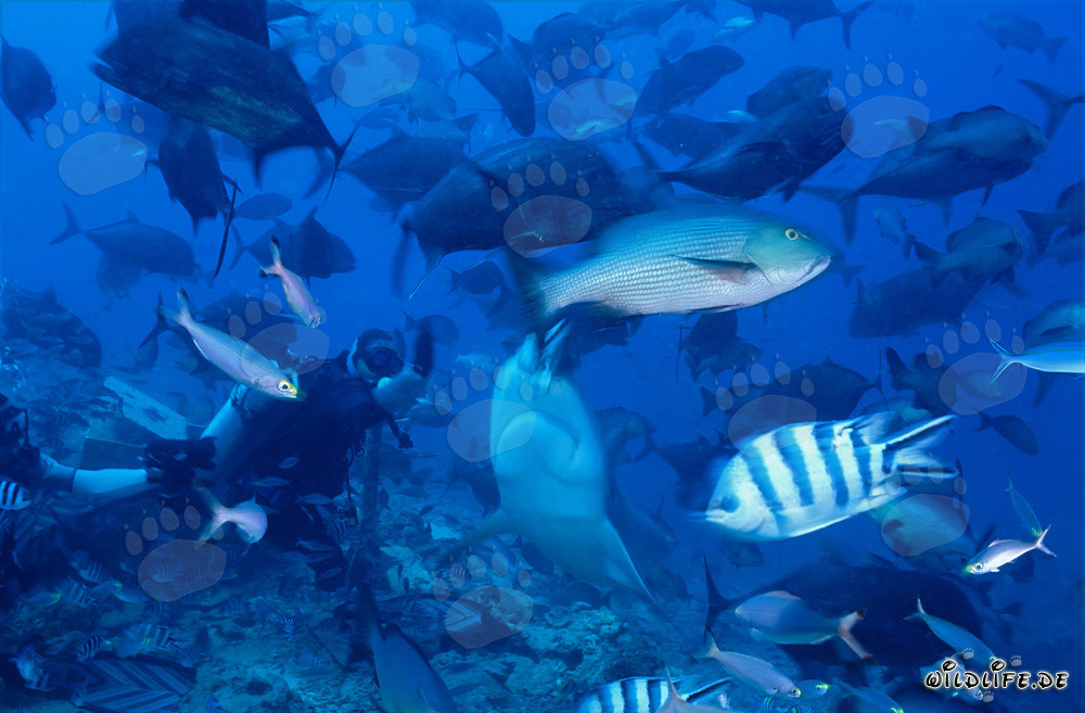Impressionnant requin taureau et plongeur courageux dans la lagune de Beqa, Fidji