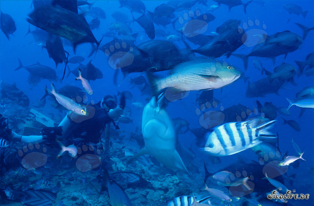 Imponente squalo toro e coraggioso subacqueo nella laguna di Beqa, Figi