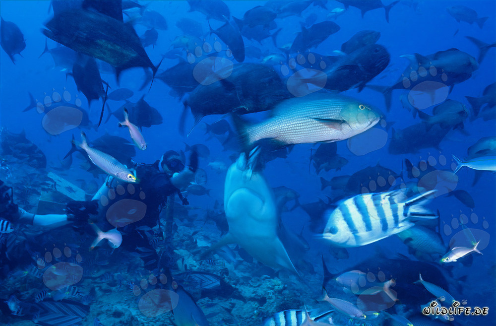 Impresionante tiburón toro y buzo valiente en la laguna de Beqa, Fiji