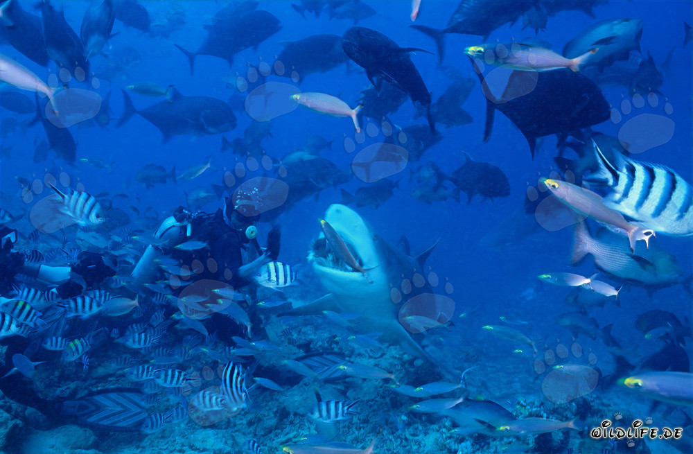 Fascinating Bull Shark in Beqa Lagoon