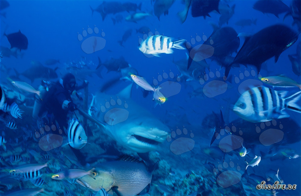 Bull Shark next to the diver