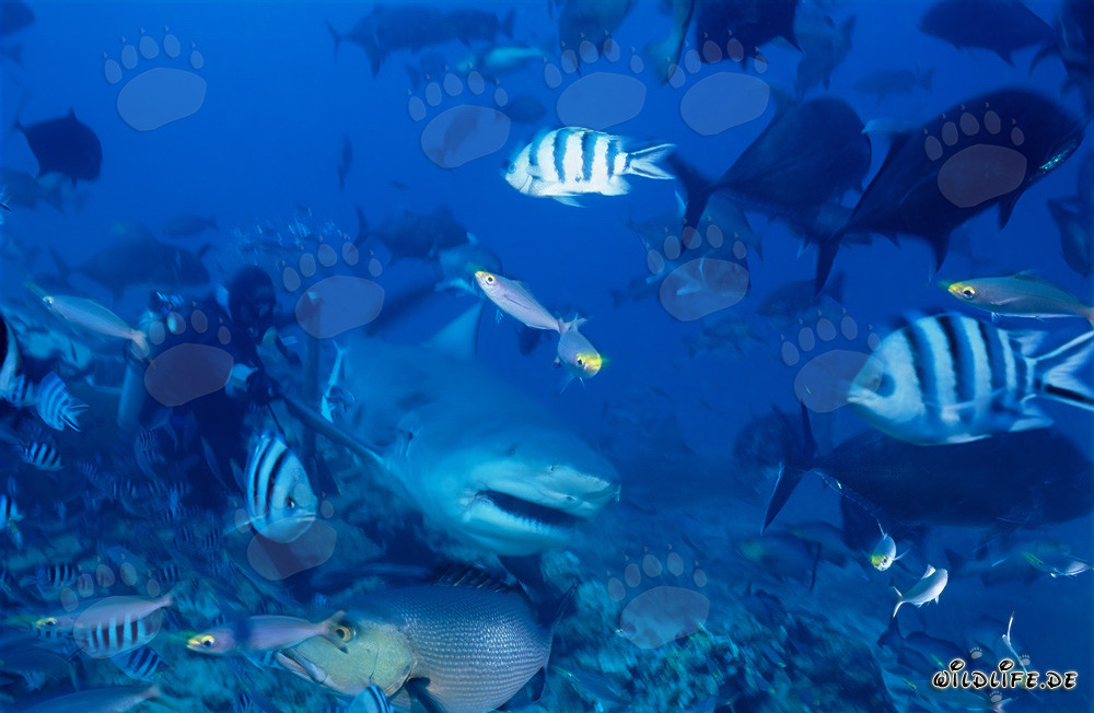 Bullenhai schwimmt dicht am Taucher vorbei
